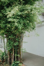 庭院竹子