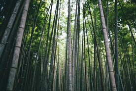 竹林