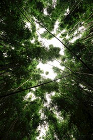 仰拍竹林