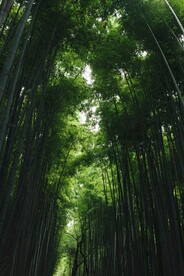 竹林
