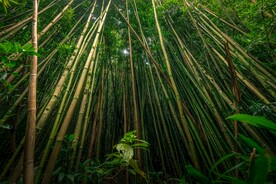 竹林