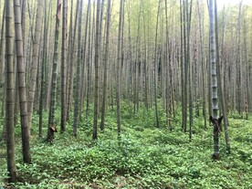 竹林