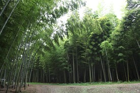 竹林