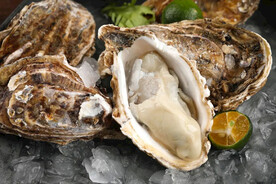 生蚝生蚝 牡蛎 海鲜 海产品 