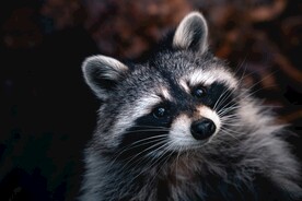 小浣熊