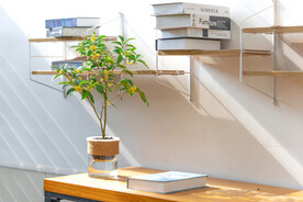 桂花四季桂场景