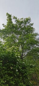 绿树