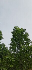 绿树