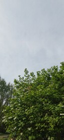 绿树
