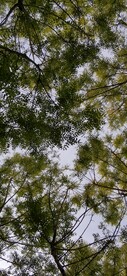 绿树