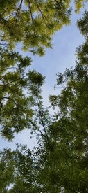 绿树