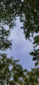 绿树