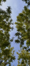 绿树