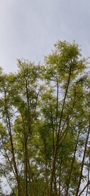 绿树