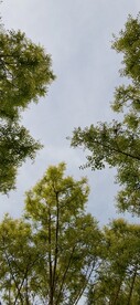 绿树