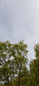 绿树