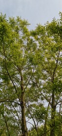 绿树