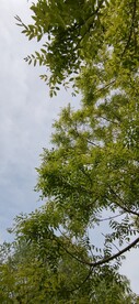 绿树