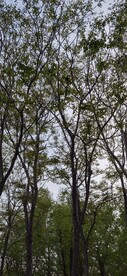 绿树