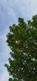 绿树