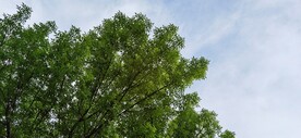 绿树