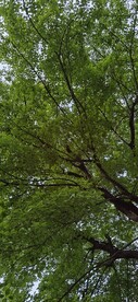 绿树