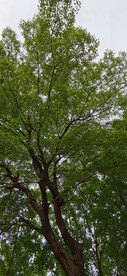 绿树