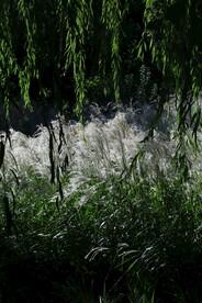 芒草风景  
