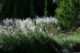 芒草风景 