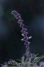 鼠尾草 