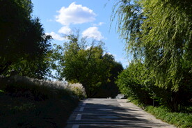 芒草风景