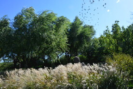 芒草风景