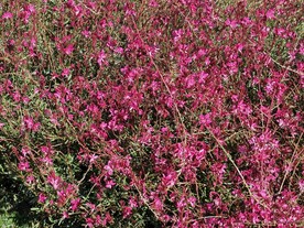 山桃草 