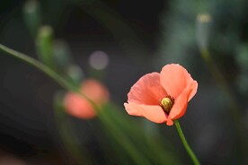 虞美人