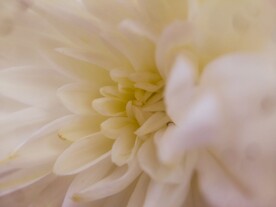 菊花特写 
