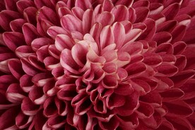 菊花花瓣