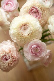 月季花