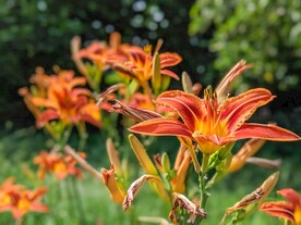 百合花