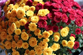 菊花