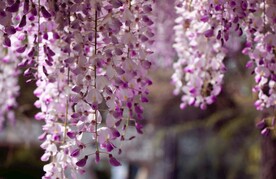 紫藤花