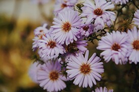 粉色菊花