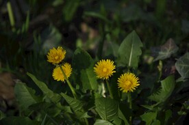黄色菊花