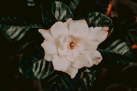 栀子花