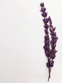 薰衣草