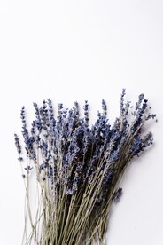 薰衣草