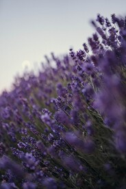 薰衣草花田