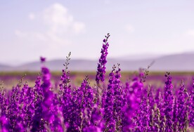 鲜花