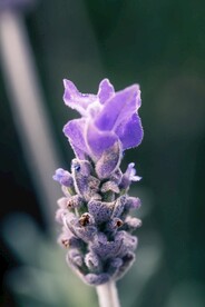 鲜花特写