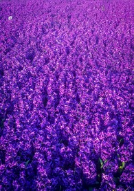花海
