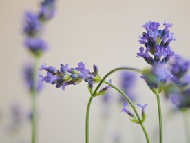 薰衣草